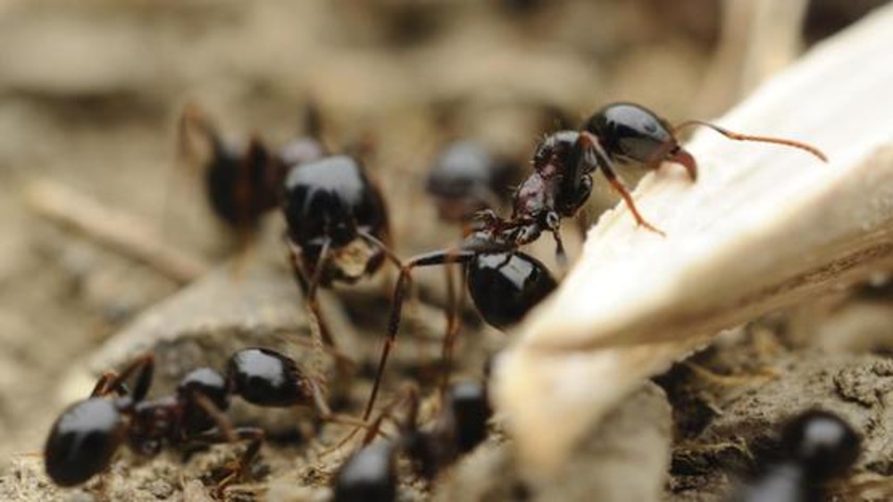 Ants - Agricultural Solutions